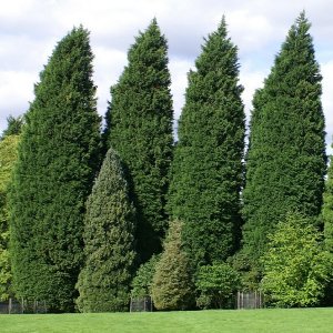 Cyprusovec leylandský (Cupressocyparis leylandii) - výška 350-400 cm, kont. C70L